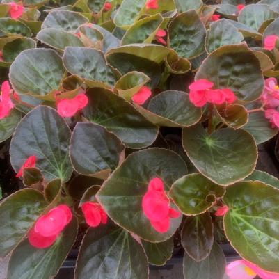 Begonia Big Rose with Bronze Leaf