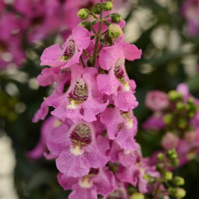 Angelonia Archangel Pink