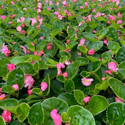 Begonia Big Pink with Green Leaf