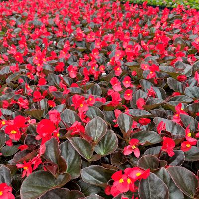 Begonia Big Red with Bronze Leaf