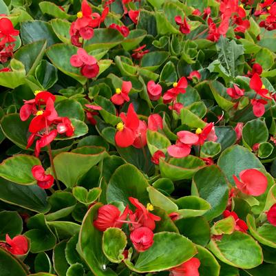 Begonia Big Red with Green Leaf