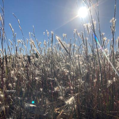 Andropogon ternarius 