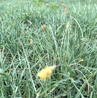 Carex fla. Blue Zinger