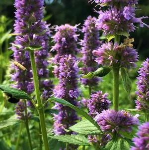 Agastache foeniculum 