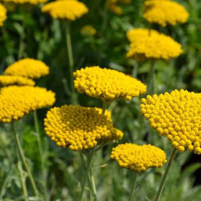 Achillea Coronation Gold