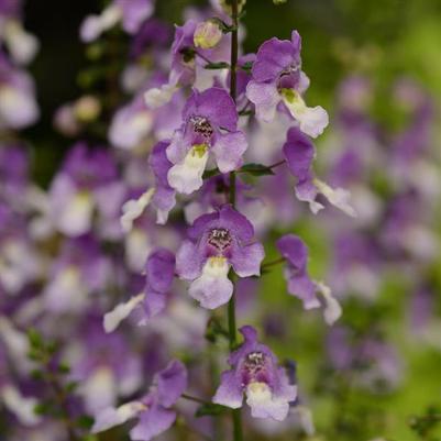 Angelonia Archangel Blue Bicolor