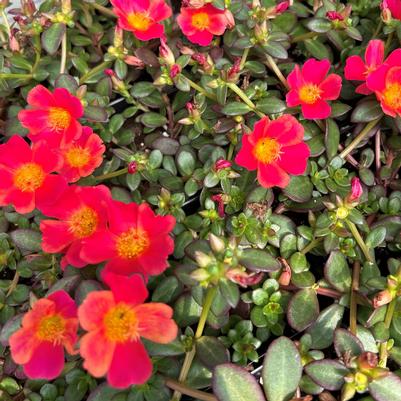 Portulaca Cupcake Upright Raspberry