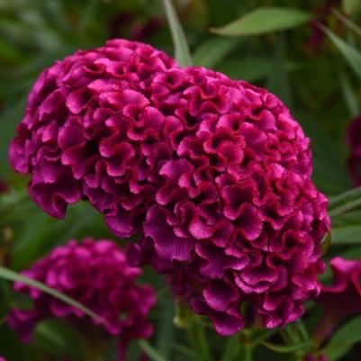 Celosia Twisted Purple