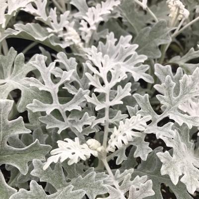 Dusty Miller Silverdust