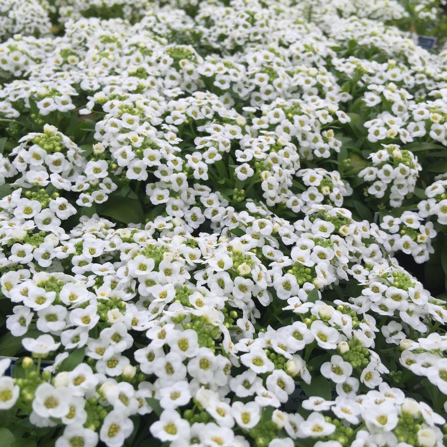 Alyssum Clear Crystal White