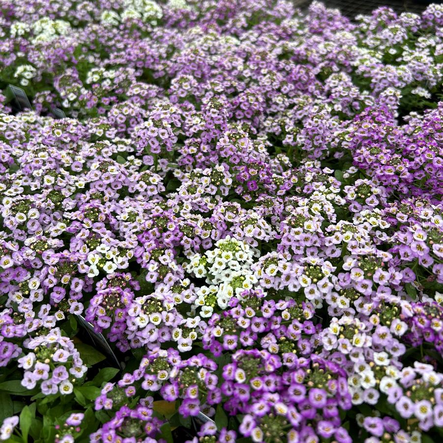 Alyssum Clear Crystal Lavender Shades