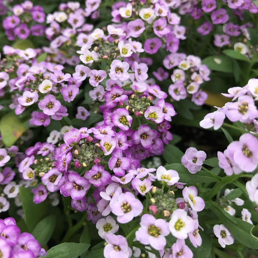 Alyssum Clear Crystal Lavender Shades