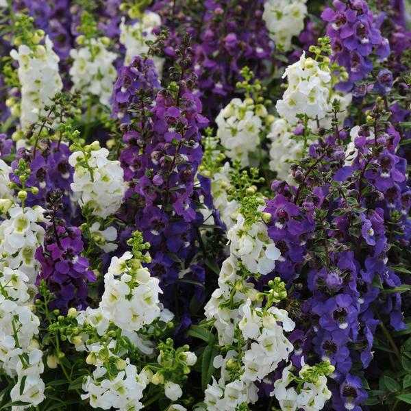 Angelonia Serena Serena 'Waterfall Mix' - Summer Snapdragon from Babikow