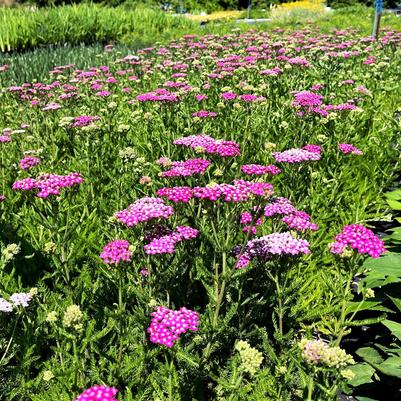 Achillea Oertel's Rose