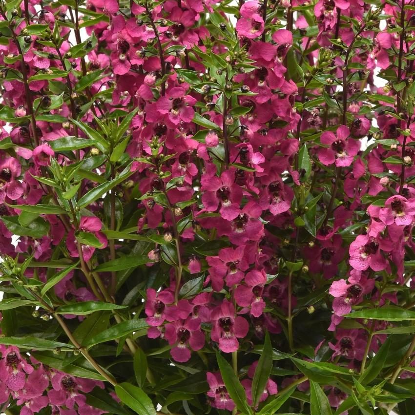 Angelonia Serena Rose