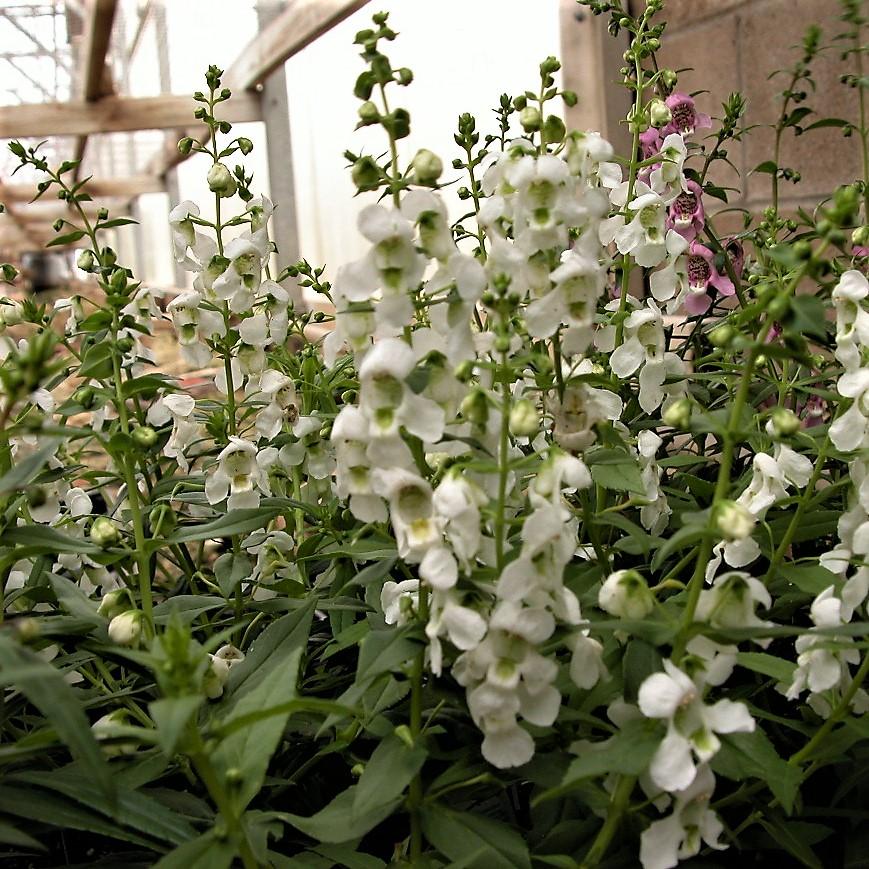 Angelonia Serena White