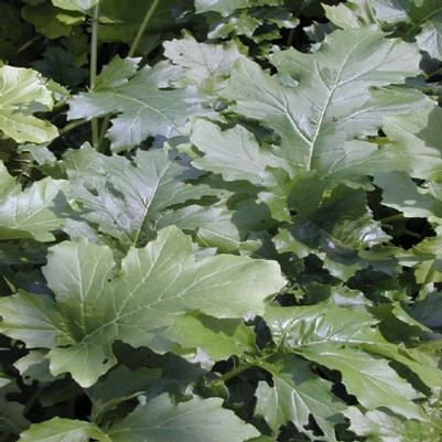 Acanthus mollis 