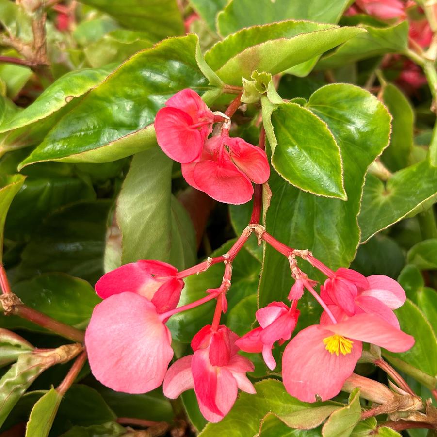 Begonia Dragon Wing 'Pink' - Begonia from Babikow Wholesale Nursery