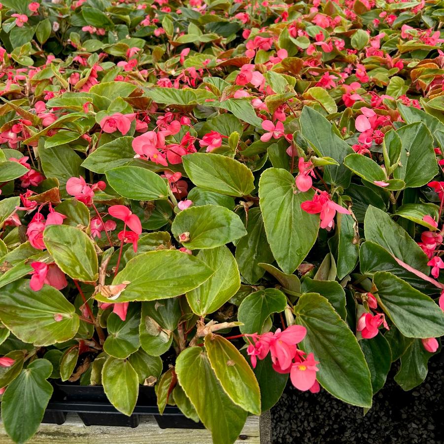 Begonia Dragon Wing Pink