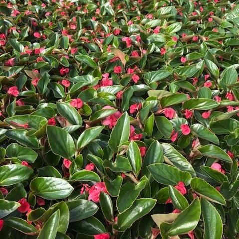 Begonia Dragon Wing Dragon Wing 'Pink' - Begonia from Babikow