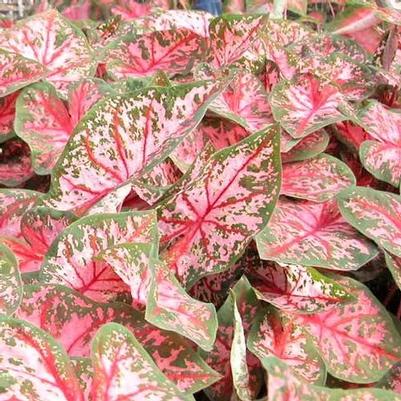 Caladium Carolyn Whorton