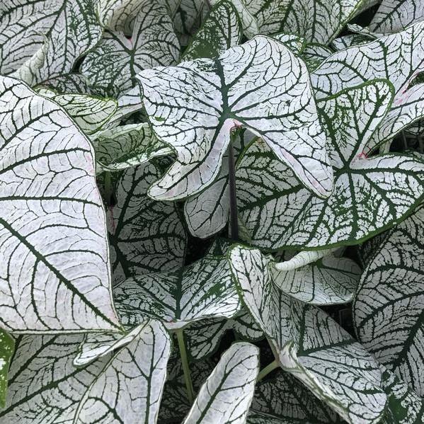 Caladium Candidum