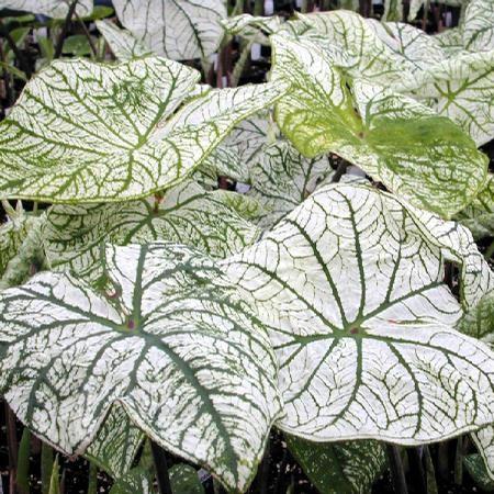 Caladium Candidum