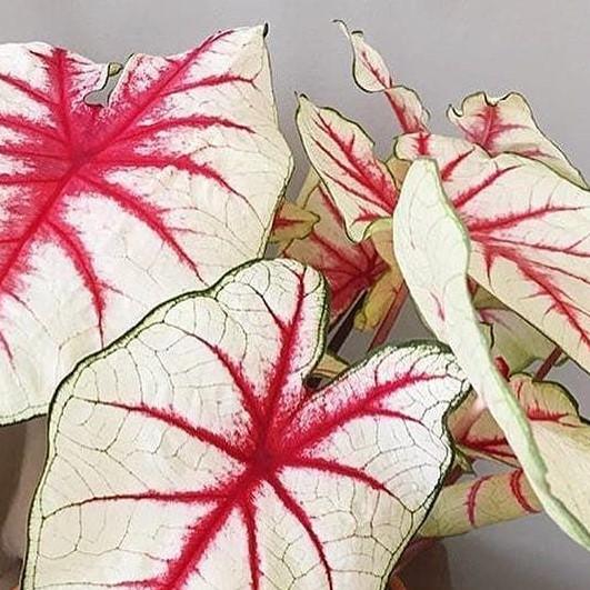 Caladium 'White Queen' - from Babikow