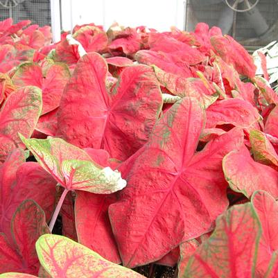 Caladium Postman Joyner