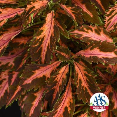 Coleus Sun Premium Coral Candy