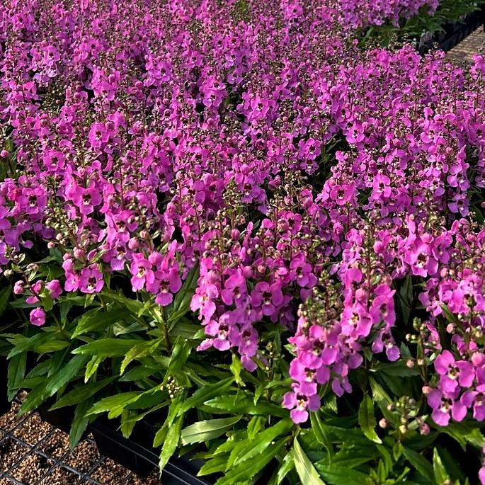 Angelonia Archangel Archangel 'Pink' - Summer Snapdragon from Babikow