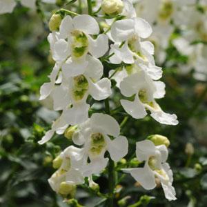 Angelonia Archangel Archangel 'White' - Summer Snapdragon from Babikow