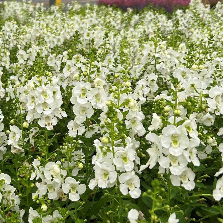 Angelonia Archangel White