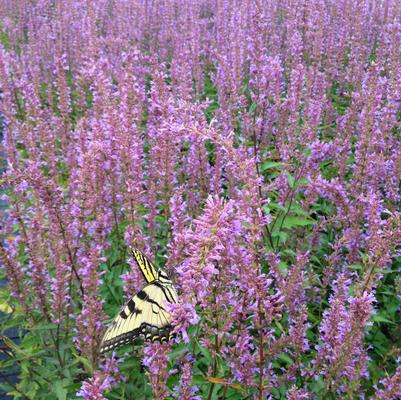 Agastache Black Adder