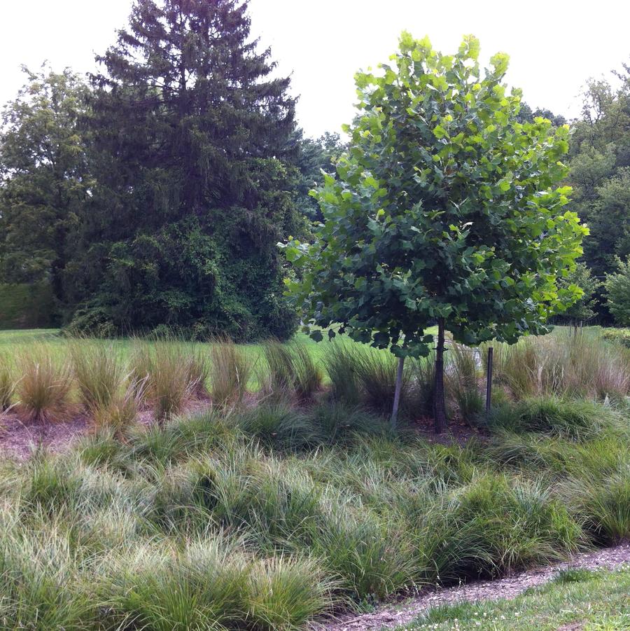 Carex elata - Tufted Sedge from Babikow Wholesale Nursery