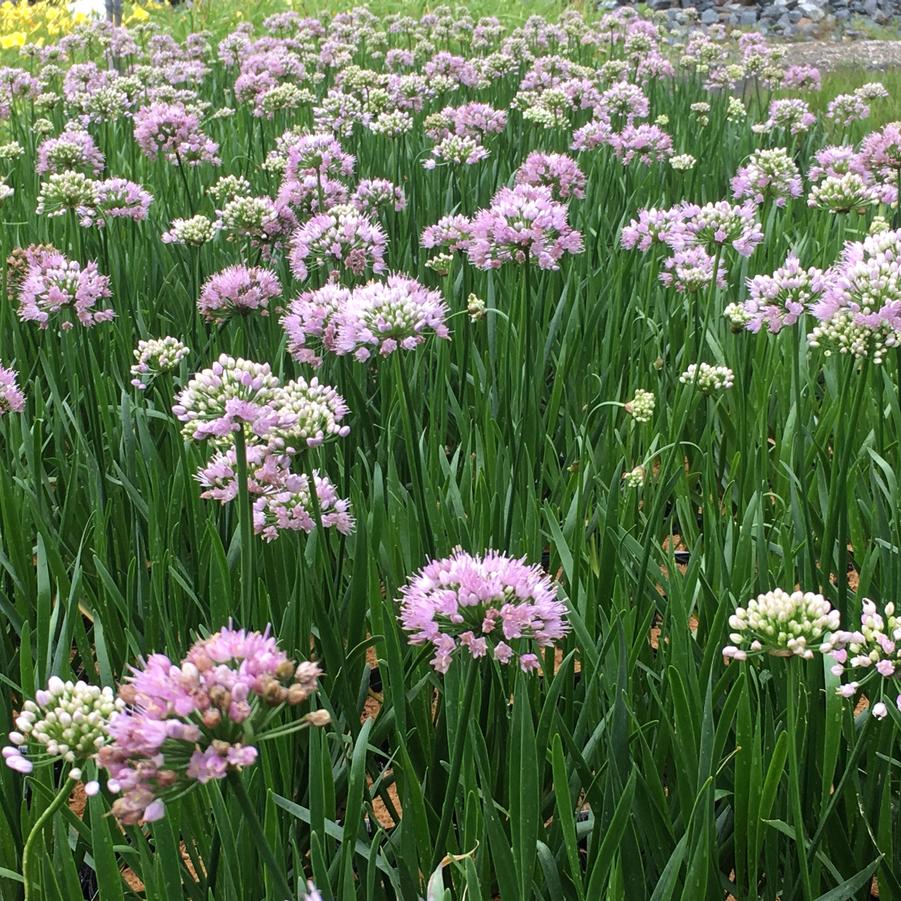 Allium 'Summer Beauty' - from Babikow Wholesale Nursery