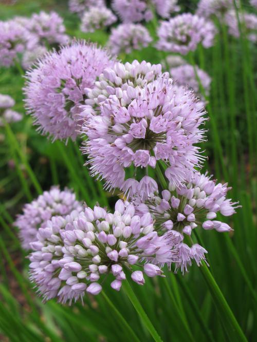 Allium 'Summer Beauty' - from Babikow Wholesale Nursery