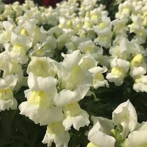 Snapdragon Snapshot 'White' - from Babikow