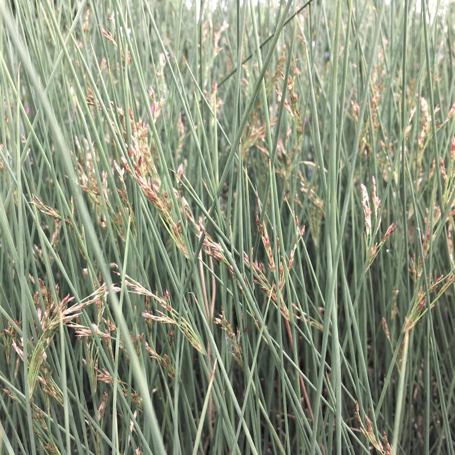 Juncus inf. 'Blue Arrows' - from Babikow Wholesale Nursery