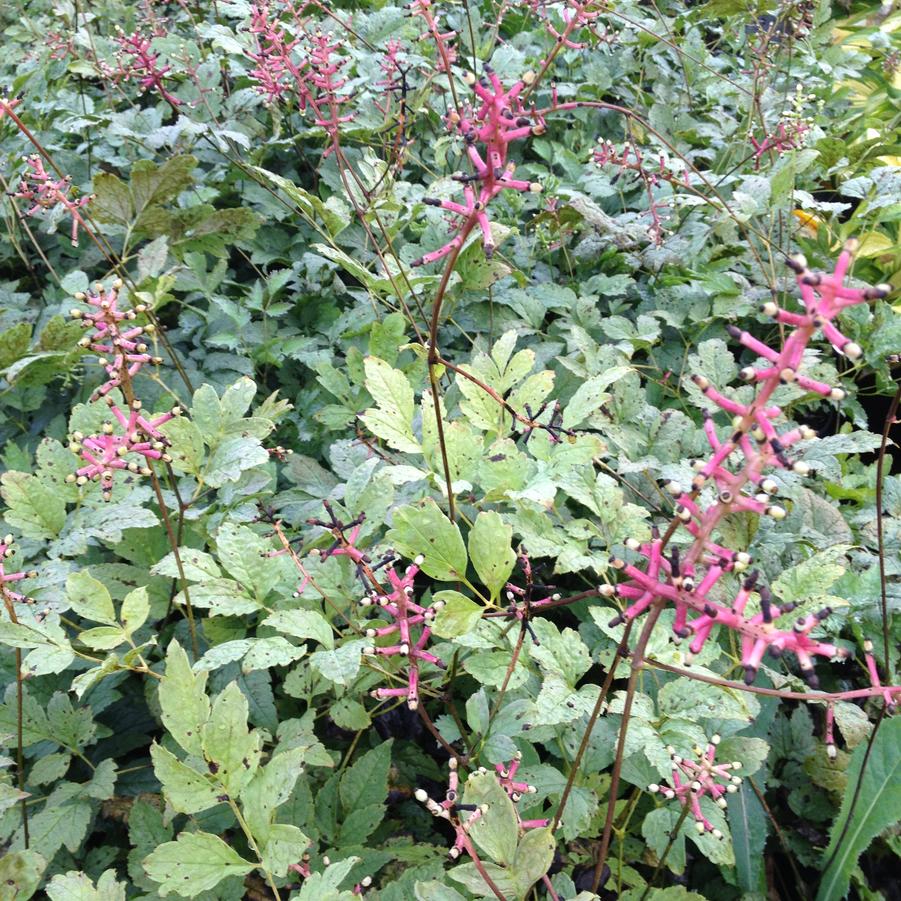 Actaea pachypoda - White Baneberry from Babikow Wholesale Nursery