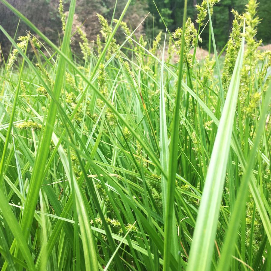 Carex comosa - Bristly Sedge from Babikow Wholesale Nursery