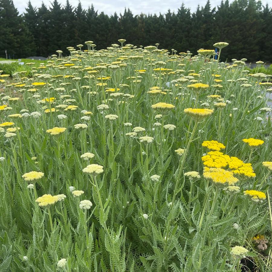 Achillea 'Coronation Gold' - Yarrow from Babikow Wholesale Nursery