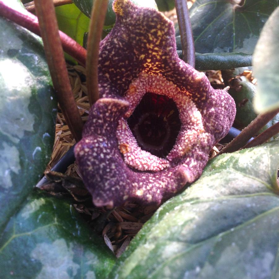 Asarum spl. 'Quick Silver' - Asian Wild Ginger from Babikow Wholesale Nursery