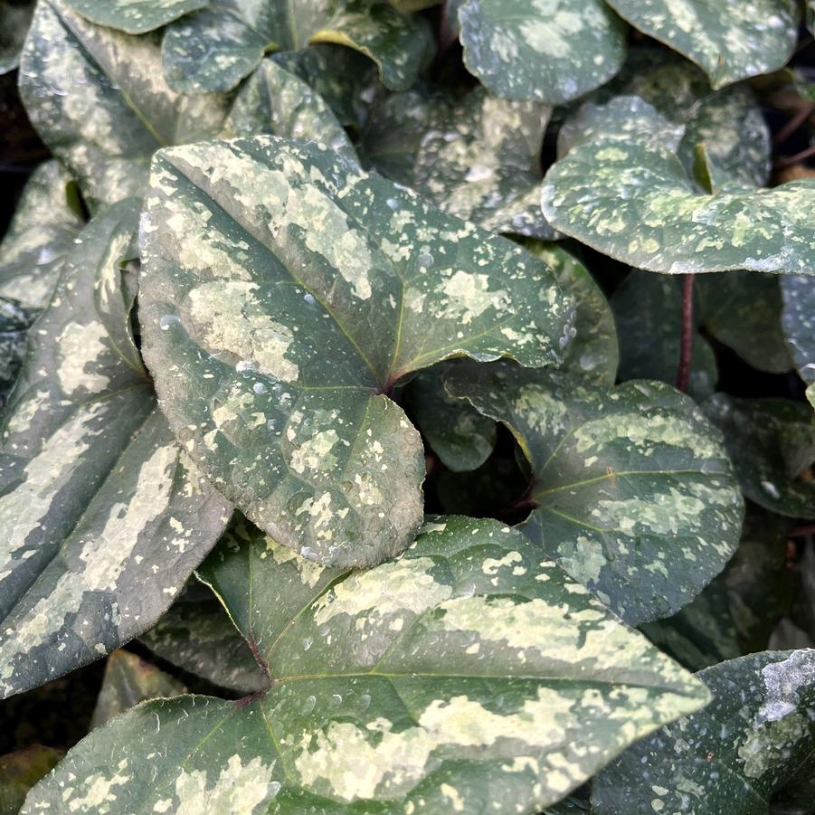 Asarum spl. 'Quick Silver' - Asian Wild Ginger from Babikow Wholesale Nursery