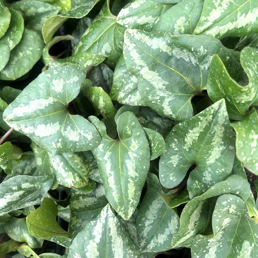 Asarum spl. 'Quick Silver' - Asian Wild Ginger from Babikow Wholesale Nursery