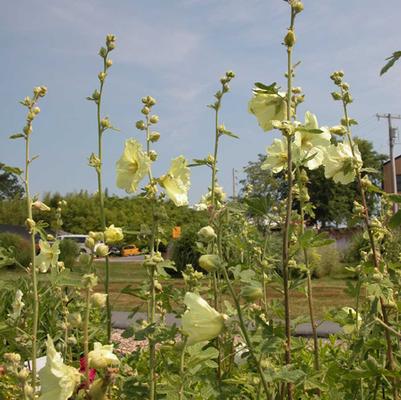 Alcea rugosa 