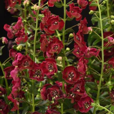 Angelonia Archangel Ruby Sangria