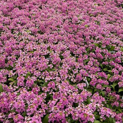 Alyssum Easter Bonnet Deep Pink