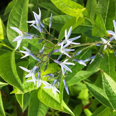 Amsonia tabernaemontana 