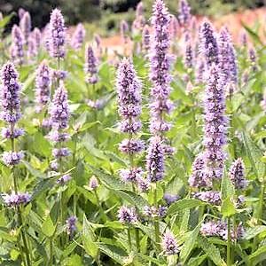 Agastache Blue Fortune